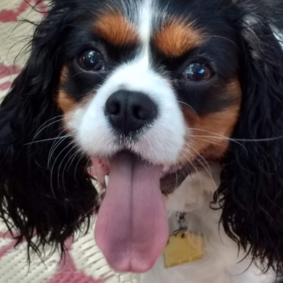 Meet your Posher, Shelli - Picture 1 of 1